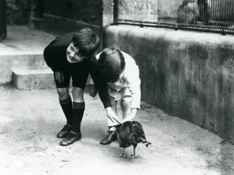 Zwei junge Besucher treffen einen zahmen Striated Caracara im Londoner Zoo, Juni 1914